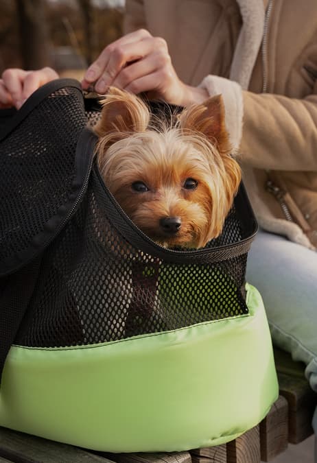 Pet Supplies